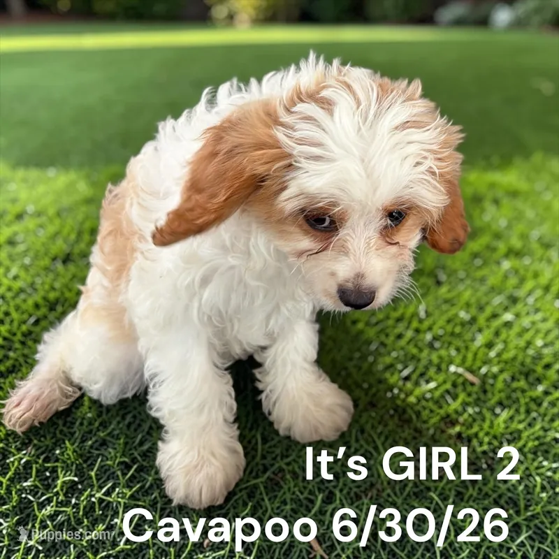 Ruby white girl 2 – Cavalier King Charles Spaniel, Poodle - Toy  puppy for sale in Montpelier, OH