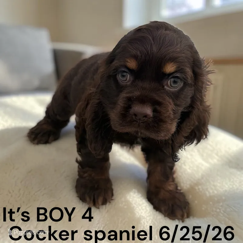 Boy 4 – Cocker Spaniel puppy for sale in Montpelier, OH