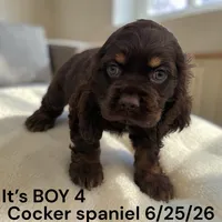 Chocolate/tan Boy 4, a male Cocker Spaniel for sale in Montpelier, OH – 1 of 2