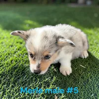 Boy 5, a male Pembroke Welsh Corgi for sale in Montpelier, OH – 2 of 2