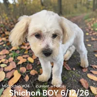 Boy 74, a male Shichon for sale in Montpelier, OH – 1 of 1