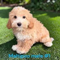 Male 1, a male Maltipoo for sale in Montpelier, OH – 2 of 2