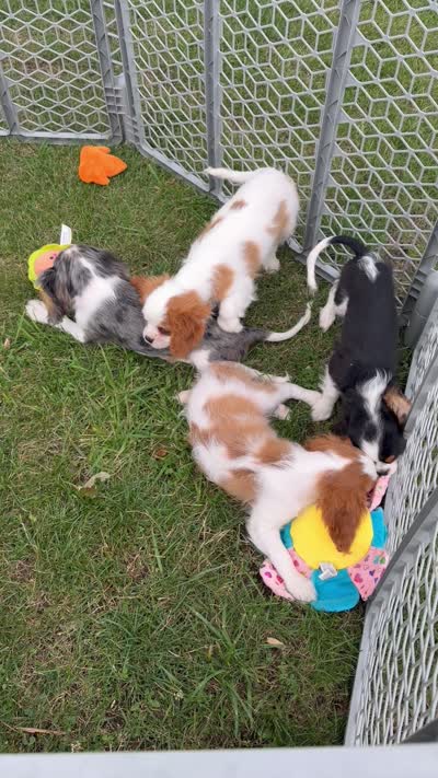 Tricolor, a male Cavalier King Charles Spaniel for sale in Montpelier, OH – 3 of 3