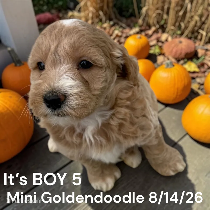 Boy 5 – Miniature Goldendoodle puppy for sale in Montpelier, OH