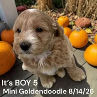 Boy 5, a male Miniature Goldendoodle for sale in Montpelier, OH – 1 of 2
