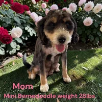Miniature boy 5, a male Bernedoodle for sale in Montpelier, OH – 3 of 4