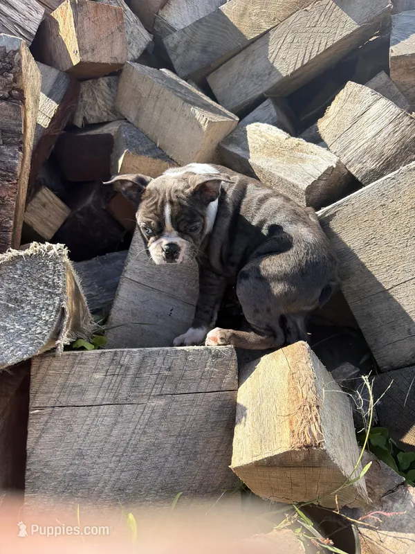 Merle Girl 3 – Boston Terrier puppy for sale in Montpelier, OH
