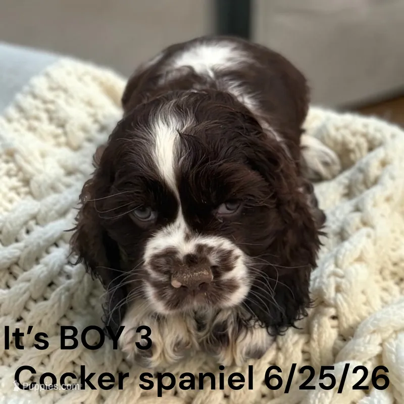 Boy 3 – Cocker Spaniel puppy for sale in Montpelier, OH