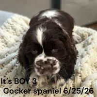 Chocolate Tri Boy 3, a male Cocker Spaniel for sale in Montpelier, OH – 1 of 2