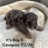 Merle boy 5, a male Cavapoo for sale in Montpelier, OH – 2 of 2