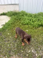 GIRL, a female Doberman Pinscher for sale in Montpelier, OH – 3 of 4