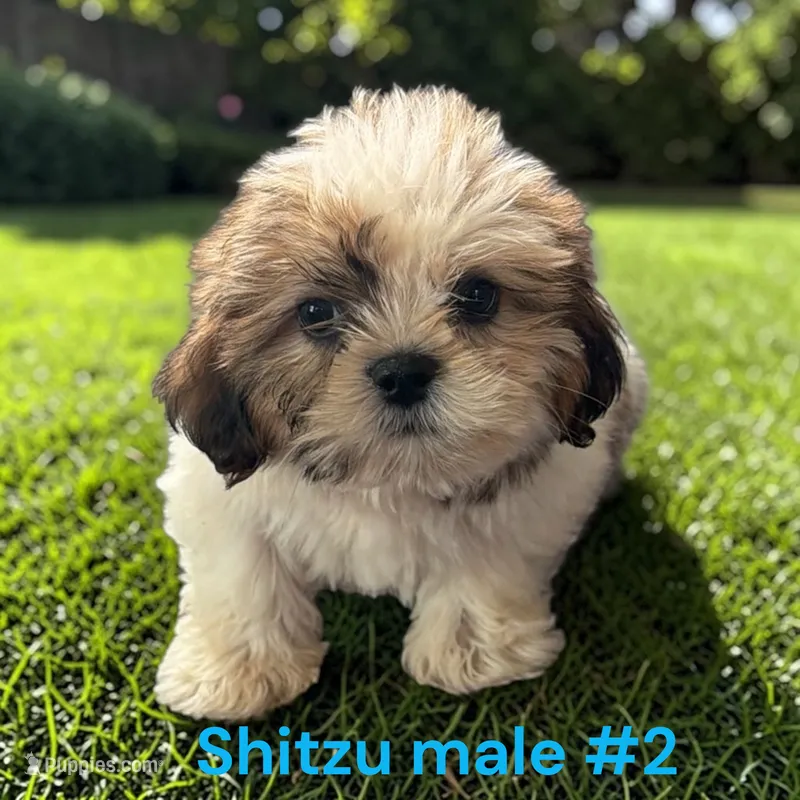 Male 2 – Shih Tzu puppy for sale in Montpelier, OH