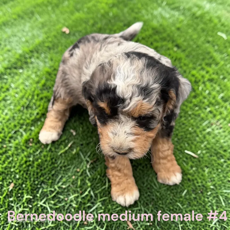 Miniature Girl 4 – Bernedoodle puppy for sale in Montpelier, OH