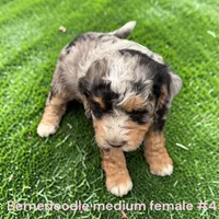 Miniature Girl 4, a female Bernedoodle for sale in Montpelier, OH – 1 of 2