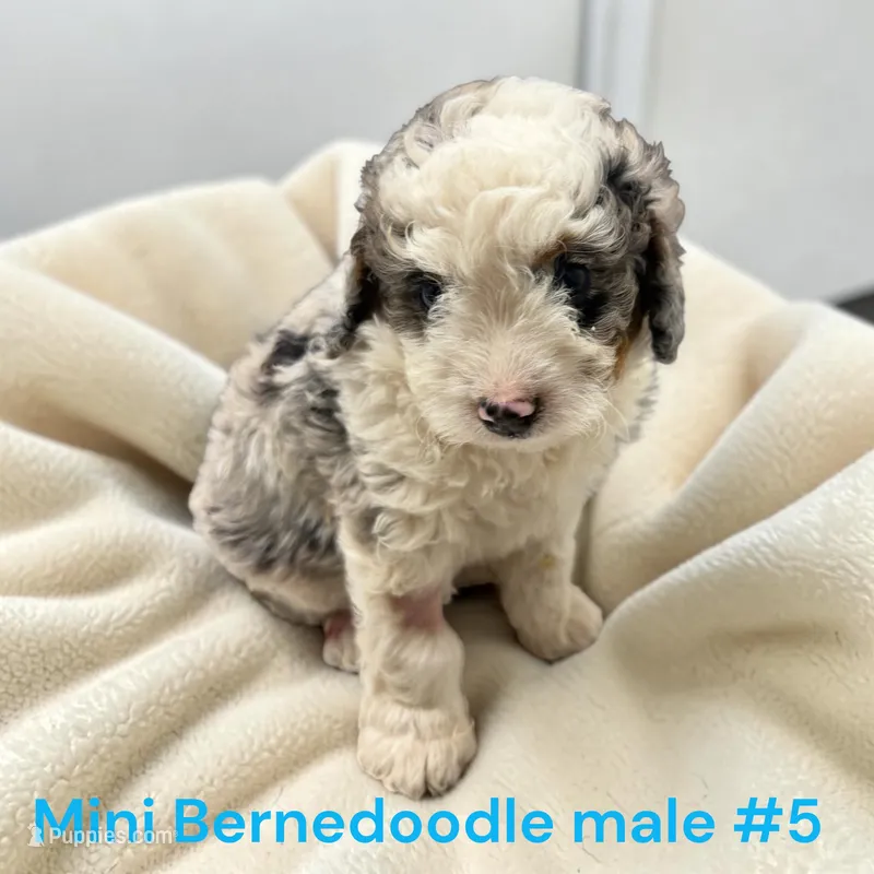 Miniature boy 5 – Bernedoodle puppy for sale in Montpelier, OH
