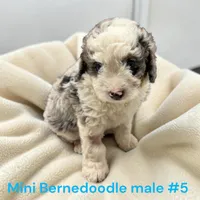 Miniature boy 5, a male Bernedoodle for sale in Montpelier, OH – 1 of 4