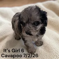 Merle girl 6, a female Cavapoo for sale in Montpelier, OH – 2 of 2