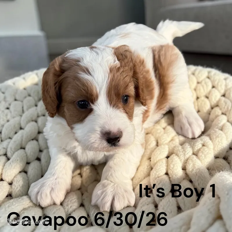 Ruby white Boy 1 – Cavapoo puppy for sale in Montpelier, OH