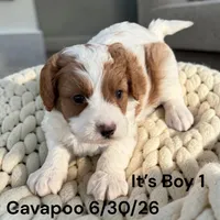 Ruby white Boy 1, a male Cavapoo for sale in Montpelier, OH – 1 of 2