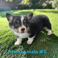 Male 2, a female Pembroke Welsh Corgi for sale in Montpelier, OH – 1 of 2