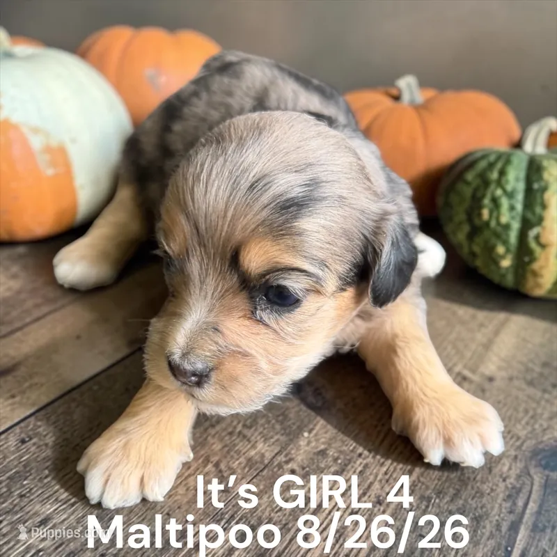 Darker Merle  – Maltipoo puppy for sale in Montpelier, OH