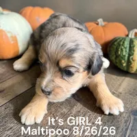 Darker Merle , a female Maltipoo for sale in Montpelier, OH – 1 of 2