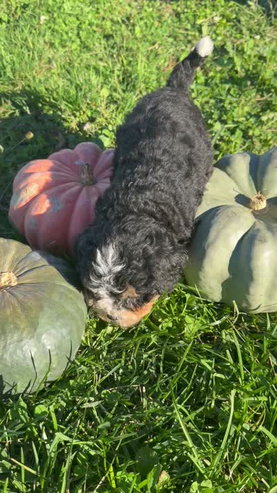 Girl 3, a female Miniature Bernedoodle for sale in Montpelier, OH – 3 of 3