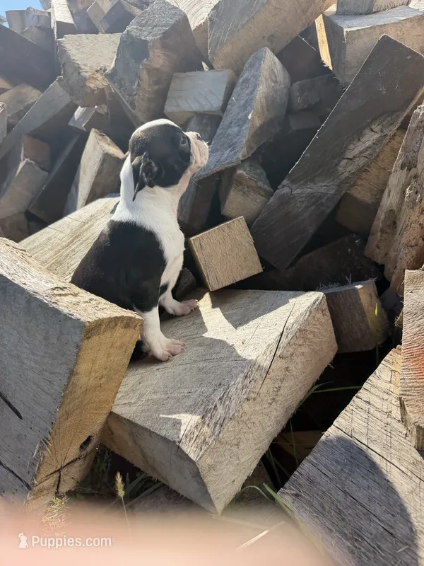 Girl 4 – Boston Terrier puppy for sale in Montpelier, OH