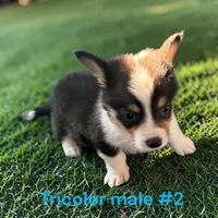 Male 2, a female Pembroke Welsh Corgi for sale in Montpelier, OH – 2 of 2