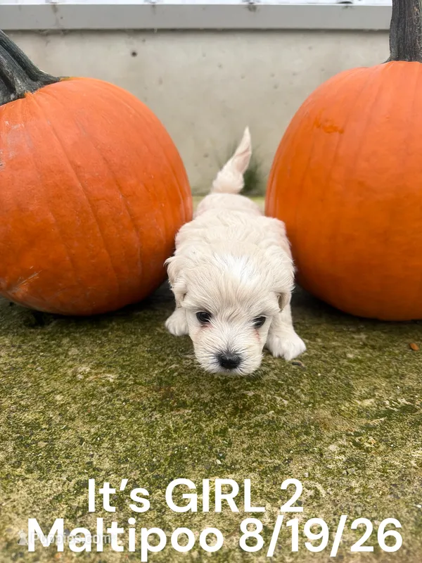 Girl 2 – Maltese, Poodle - Toy  puppy for sale in Montpelier, OH