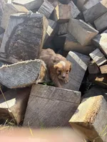 Ruby boy 1, a male Cavapoo for sale in Montpelier, OH – 2 of 3