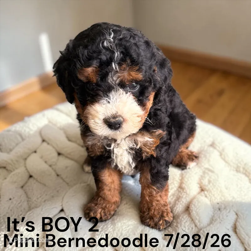 Boy 2 – Miniature Bernedoodle puppy for sale in Montpelier, OH