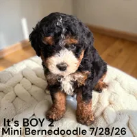Boy 2, a male Miniature Bernedoodle for sale in Montpelier, OH – 1 of 2