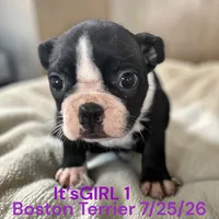 Girl 1, a female Boston Terrier for sale in Montpelier, OH – 2 of 2