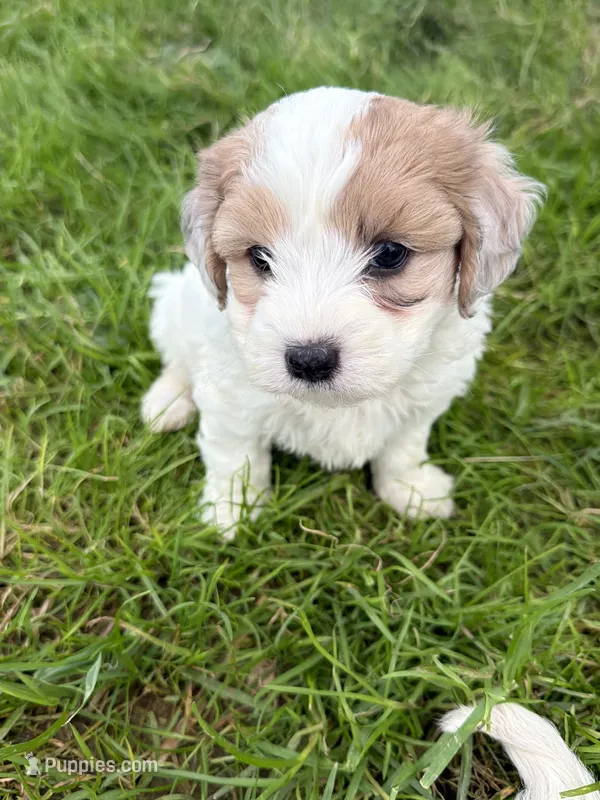 Boy 1 – Maltese, Poodle - Toy  puppy for sale in Montpelier, OH