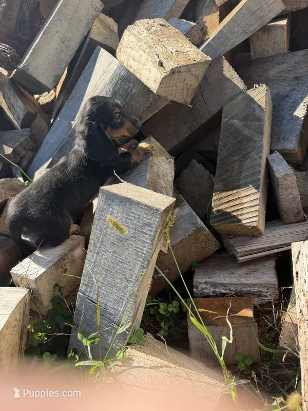 Black/tan LH – Miniature Dachshund puppy for sale in Montpelier, OH
