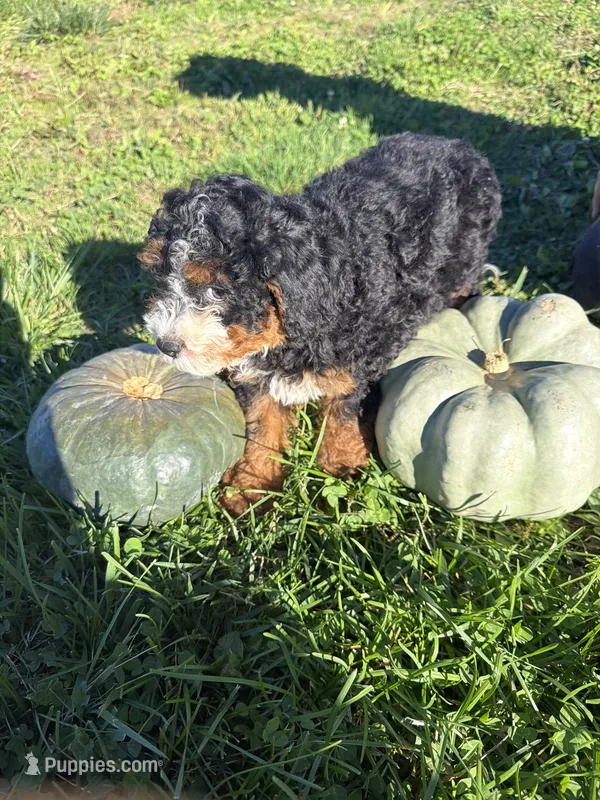 Girl 2 – Miniature Bernedoodle puppy for sale in Montpelier, OH