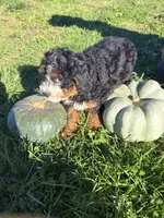 Girl 2, a female Miniature Bernedoodle for sale in Montpelier, OH – 1 of 4