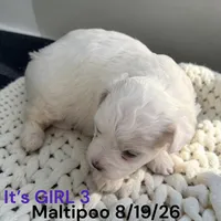 Girl 3, a female Maltese and Poodle - Toy  for sale in Montpelier, OH – 2 of 2