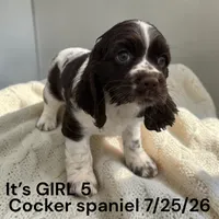Chocolate Tri Girl 5 , a female Cocker Spaniel for sale in Montpelier, OH – 2 of 2