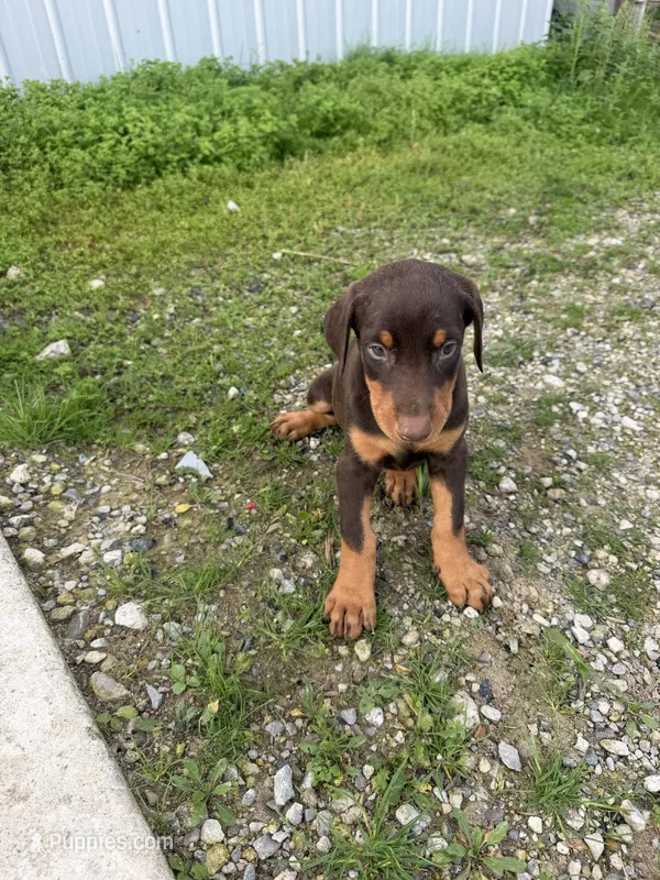 Girl 1 – Doberman Pinscher puppy for sale in Montpelier, OH