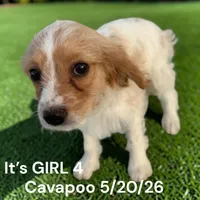 Girl 4, a female Cavapoo for sale in Montpelier, OH – 2 of 2