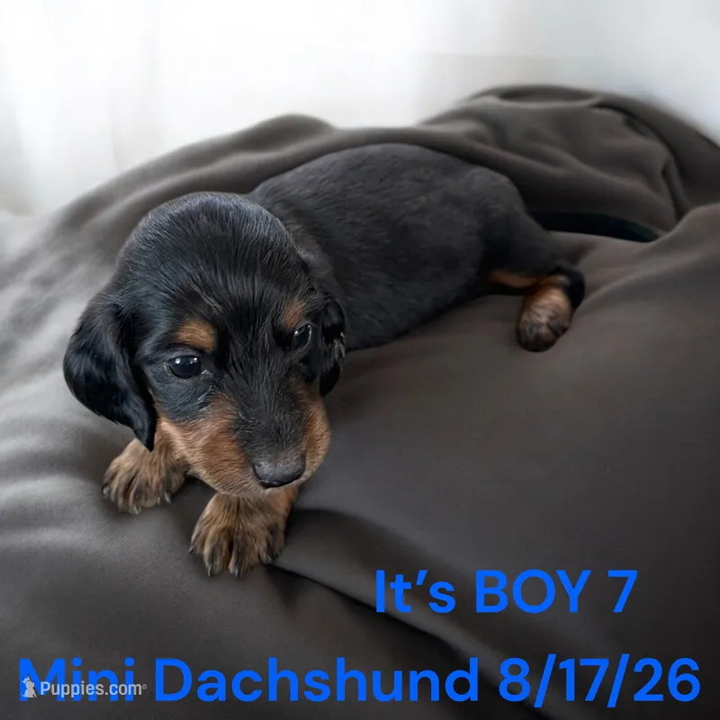 AKC Boy 7 Long Hair – Miniature Dachshund puppy for sale in Montpelier, OH
