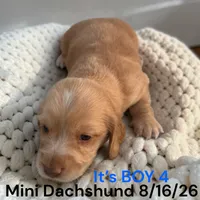 AKC boy 4 Long Hair, a male Miniature Dachshund for sale in Montpelier, OH – 1 of 2