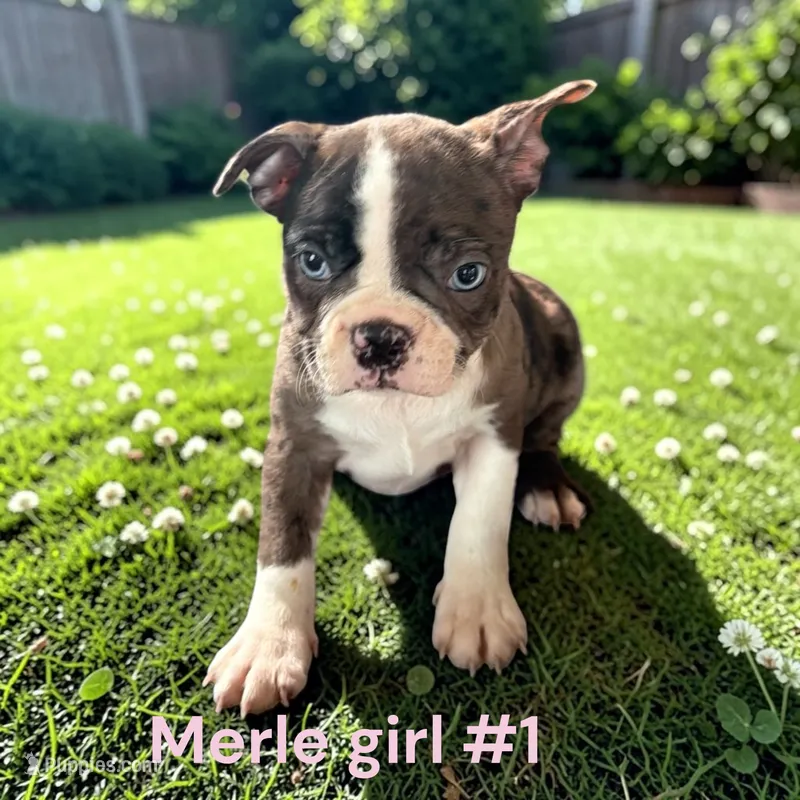 Merle 1 – Boston Terrier puppy for sale in Montpelier, OH