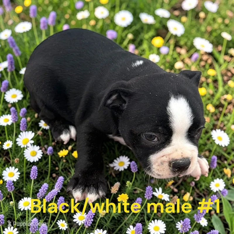 Black/white #1 – Boston Terrier puppy for sale in Montpelier, OH
