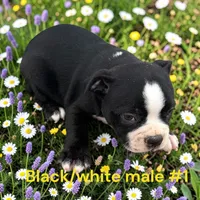 Black/white #1, a male Boston Terrier for sale in Montpelier, OH – 1 of 2