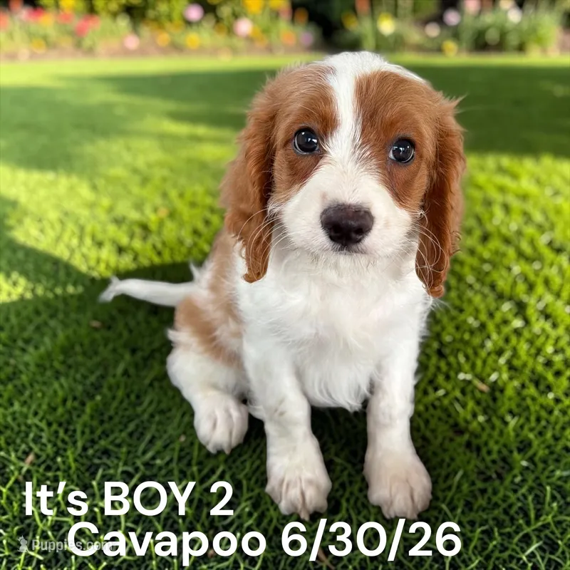 Ruby white boy 2 – Cavalier King Charles Spaniel, Poodle - Toy  puppy for sale in Montpelier, OH