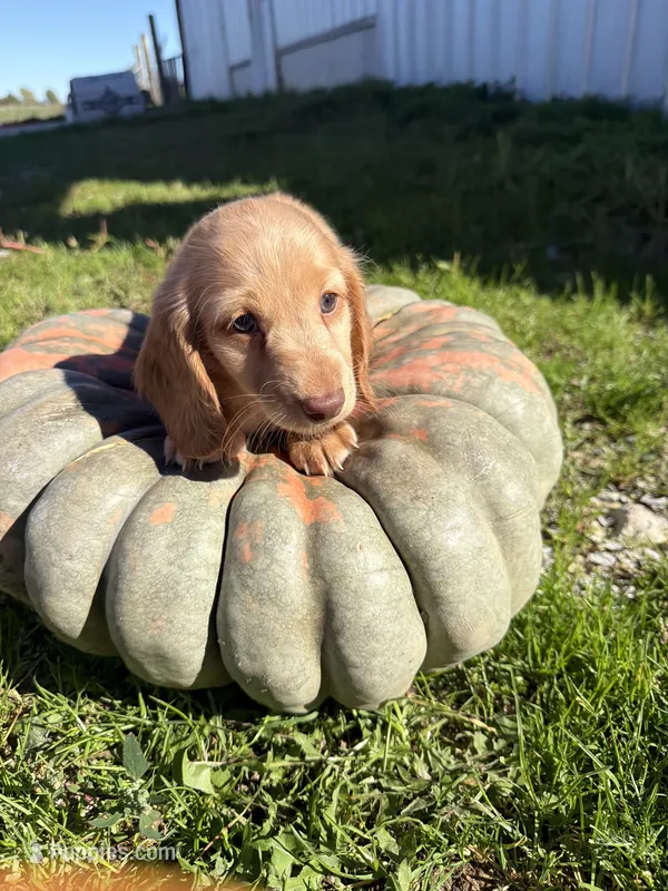Boy 4 Long Hair – Miniature Dachshund puppy for sale in Montpelier, OH