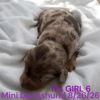AKC Girl 5 Long Hair, a female Miniature Dachshund for sale in Montpelier, OH – 2 of 2